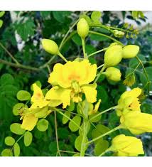 Image result for Erythrostemon