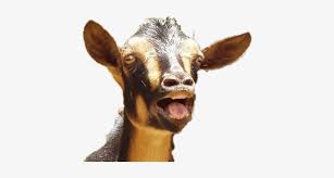 Search the imgflip meme database for popular memes and blank meme templates. Donkey Got Your Goat Meme Free Transparent Png Download Pngkey