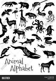 While zucchini is probably the most popular, others include zander, zapiekanka, zongzi, zuccotto, ziti and zitoni. Animal Alphabet Vector Photo Free Trial Bigstock