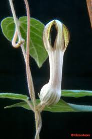 Image result for Ceropegia cimiciodora