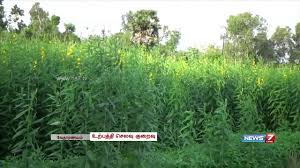 Jute Plants Turn Natural Fertiliser Tamil Nadu News7 Tamil Youtube