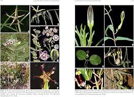 Image result for Apocynaceae subfamilies Asclepiadoideae and Secamonoideae