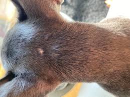 Hi My Puppy Has Small Hard White Bumps On His Head He S Had Them Since I Got Him Two Vets Have Looked And Said They Are Nothing To Petcoach