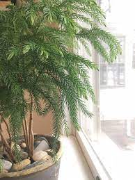 Their beautiful symmetrical growth habit and tolerance of indoor environments make them popular indoor plants. Norfolk Island Pine For Christmas And Beyond Horticulture