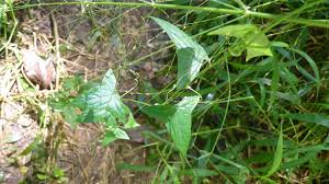 Image result for Zehneria tridactyla