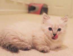 Munchkin cats for sale in new orleans, la. Persian Munchkin Kittens Forsale Memphis Tn