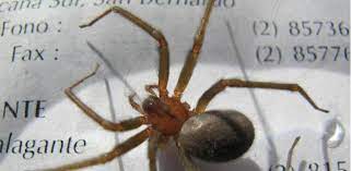 Tv unam 277.975 views11 months ago. Arana Violinista Asi Es Esta Peligrosa Especie Aracnida