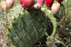Cactuses can be used for so many wonderful things, so why not have a great way to farm them? Cactus Farming Prickly Pear Cultivation For Beginners