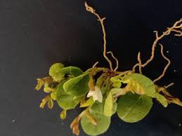 Image result for Evolvulus nummularius