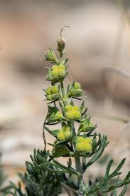 Image result for Suaeda merxmuelleri