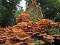 Little Explorers: Mushrooms & Decomposers