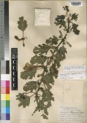 Image result for Harpagophytum zeyheri
