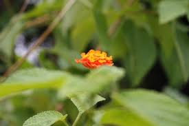 Check spelling or type a new query. Bunga Liar Ini Disebut Lantana Steemit