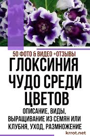 как вырастить розы из семян в домашних условиях видео Gloksiniya Opisanie Posadka I Uhod Rasteniya Sadovodstvo Na Balkone Cvety Vo Dvore