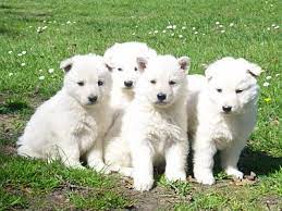 German shepherd dog (gsd) on instagram: White German Shepherds Cynology Hub Mygsdorg