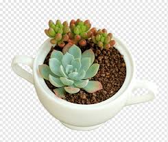 Another version of a fake graceful painting has her looking to the left, instead of to the right. Growing Succulent Plants Seed Soil Plant Leaf Cactus Flower Png Pngwing