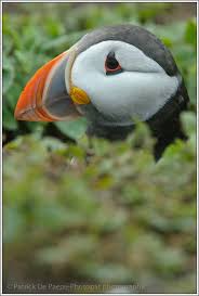 Birds That Look Like Penguins Pin On Puffin