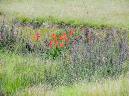 Image result for Striga linearifolia