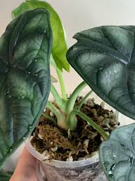 I finally rooted the dragonfly touch tablet yesterday is easy as making a cake download the latest version give credit to root dragon touch tablet y88. Alocasia Baginda Dragon Scale Silver Dragon