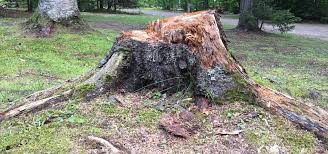 How to dig up a tree stump. Stump Grinding Faqs What Why How Green Vista Tree Care