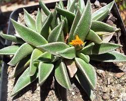 Image result for Nananthus