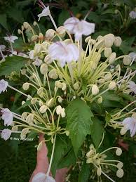 Image result for Clerodendrum incisum