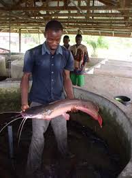 Channel catfish grow best in warm waters and the average size is 2 to 3 pounds. Catfish Farming In Nigeria 9 Steps To Start Free Practical Farm Training