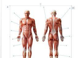 Xb 6422 Diagram Of Muscles Of The Body Schematic Wiring
