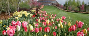 We did not find results for: Thanksgiving Point S Annual Tulip Festival Enters It S Final Week Gephardt Daily