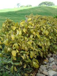 Image result for Sanchezia