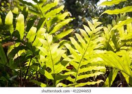 Image result for Drynaria