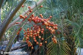 Maybe you would like to learn more about one of these? Butia Capitata Pindo Palm Jelly Palm Seeds