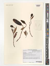 Image result for Stomatostemma