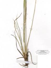 Image result for Rhynchospora brevirostris