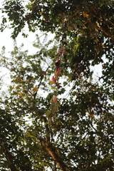 Image result for Coccinia mildbraedii