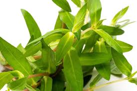 Image result for Nesaea linearis