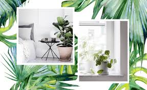 Weitere ideen zu pflanzen, pflanzen pflege, bepflanzung. Zimmerpflanzen Guide Moderne Pflanzen Von Pflegeleicht Bis Exotisch