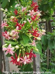 Emerald Garden The Glorious Rangoon Creeper Showy Flowers Creepers Flowers