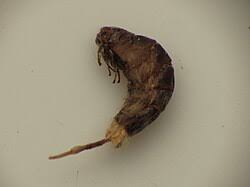 Image result for Psyche casta