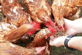 If you have stink bugs and chickens in your yard, you're probably looking at your flock and wondering if it's safe for them to do you a favor, right? The Insect Solution To Soy Wicked Leeks