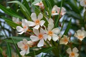 Image result for Nerium oleander