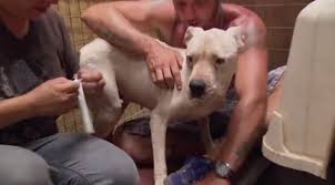 Did You Know Chagas Disease Is Fatal For Most Dogs Animal Planet S Pitbulls And Parolees Gets Help When Kizzy Is Diagnosed With Chagas Disease Bed Bug Blog Report