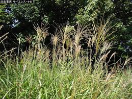 イネ科 植物図鑑のカテゴリ サイエンス ナビch ページ 2