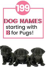 Sign up for our free 5 part guide! Best Dog Names For Pugs Dog Names Pug Names Best Dog Names