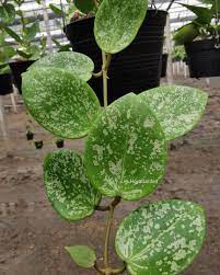 Hoya Acuta Heart Leaves Splash Hoya Plants Household Plants Hoya Plant