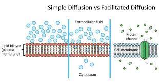 Simple Diffusion Vs Facilitated Diffusion 11 Differences