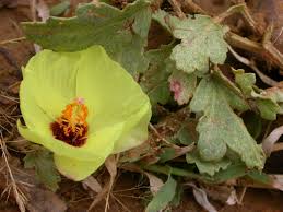 Image result for Cienfuegosia digitata