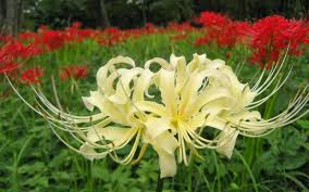 Hoa Bỉ Ngạn (Tên khoa học: Lycoris... - Vy shop hạt giống | Facebook