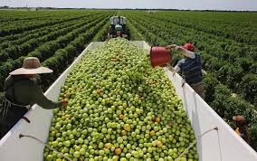 Image result for agriculture