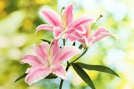 Im oktober/november können sie verblühte lilien abschneiden. Lilien Lilium Kaufen Alles Zur Pflege Heimhelden